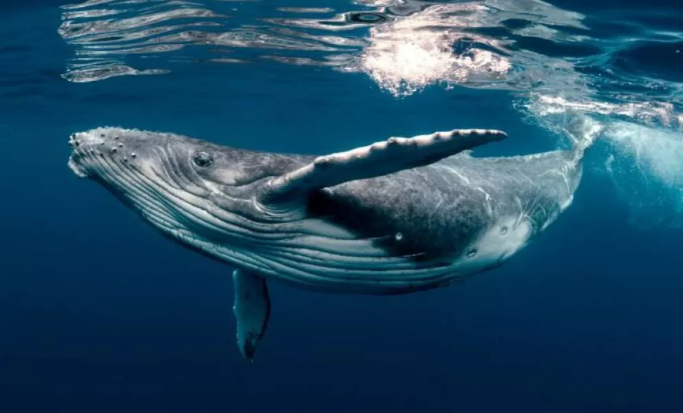La vida de las ballenas jorobadas en México