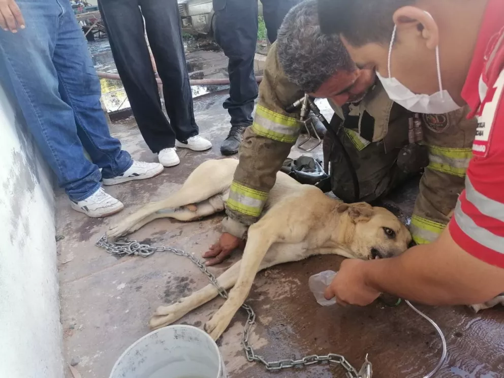 VIDEO: Voluntarios salvan a dos perritos de morir tras incendio en Los Mochis