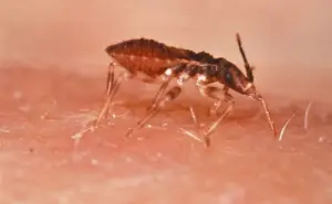 Enfermedad de chagas, los transmisores son chinches infectadas