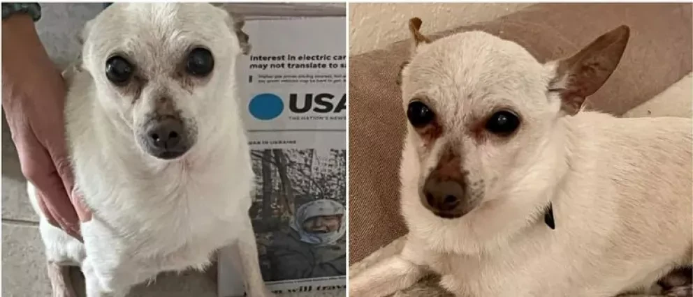 Conoce a Tobykeith el perro chihuahua más viejo del mundo