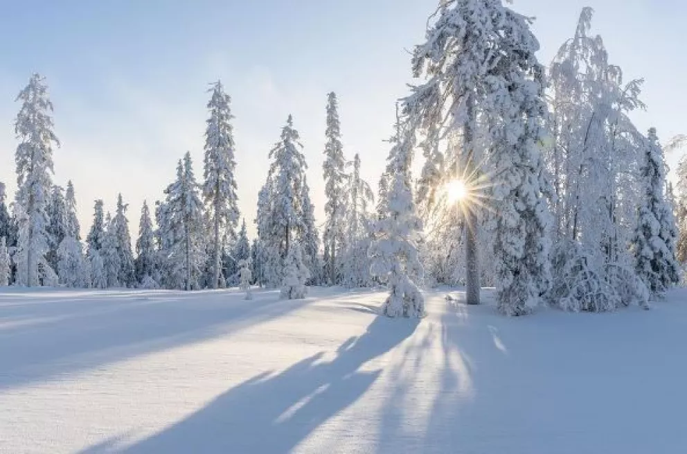 Snowy days: nieve blanca