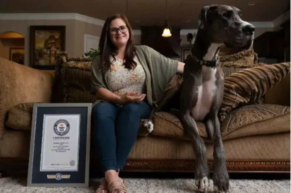 Zeus, es el perro danés más alto del mundo. Foto: guinnessworldrecords.