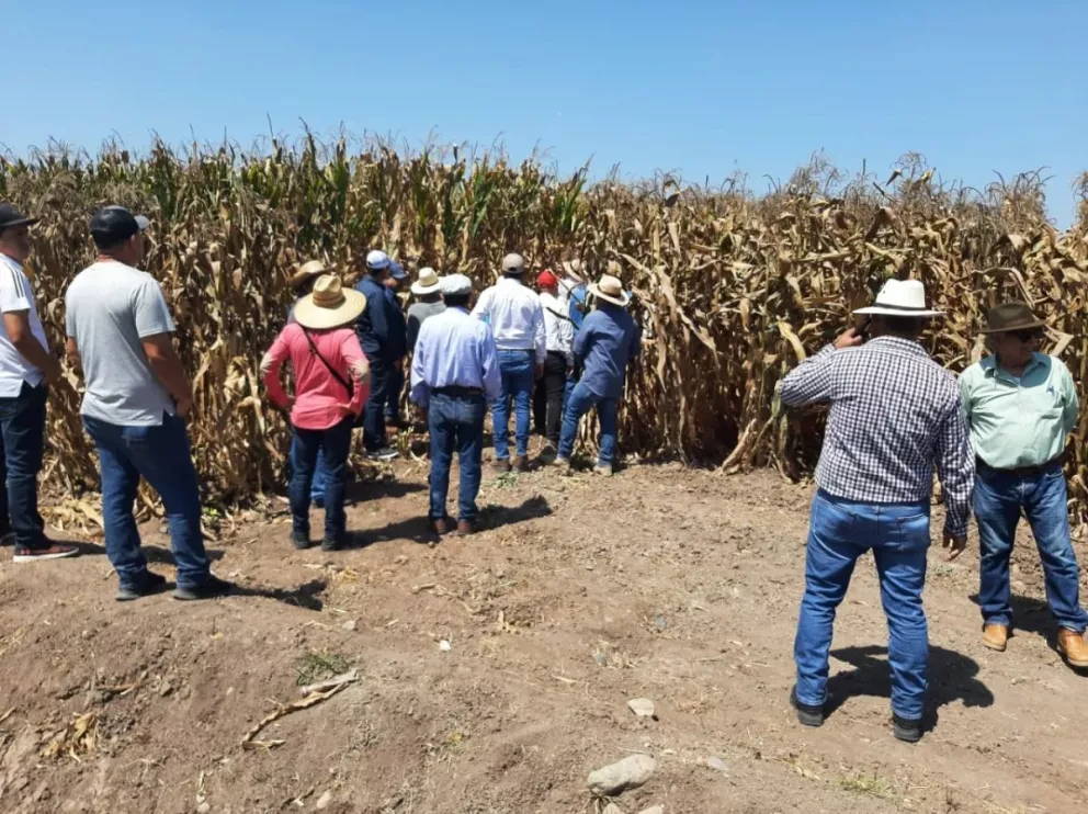 Insisten en Agricultura de Conservación como alternativa ante incremento de insumos