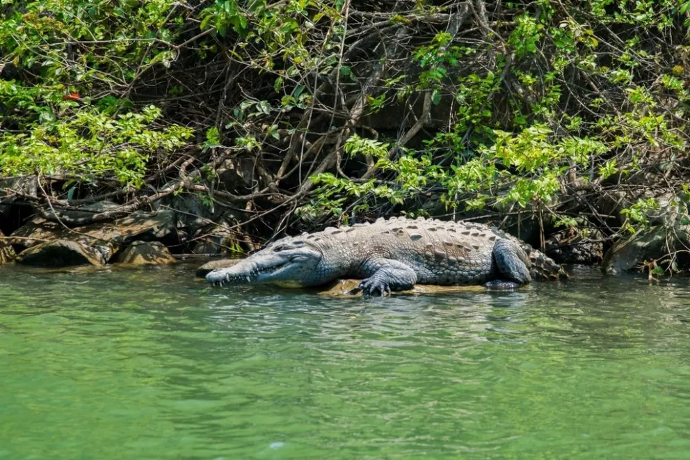 Cocodrilos y caimanes: ABC de estos animalitos, cuántas especies hay en México y cómo evitar ataques