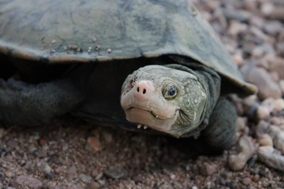 Investigadores redescubren tortuga que había sido dada por extinta.