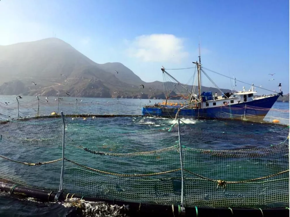 Anuncian plazo de veda en la pesca de atún en el Océano Pacífico para 2022, 2023 y 2024