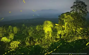 El cineasta Sriram Murali muestra en imágenes millones de luciérnagas de una reserva de vida silvestre de la India