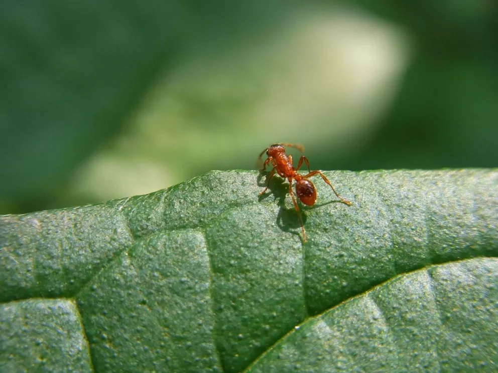 Hormigas y las lluvias: ¿Cómo estos insectos pronostican las tormentas?