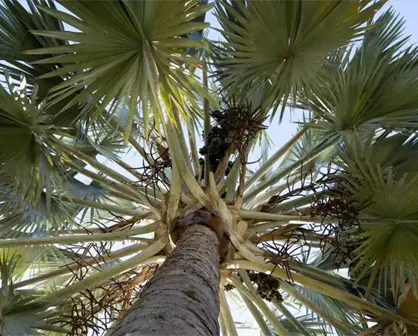 ¡Las palmeras no son árboles! 5 cosas que no sabías sobre estas plantas