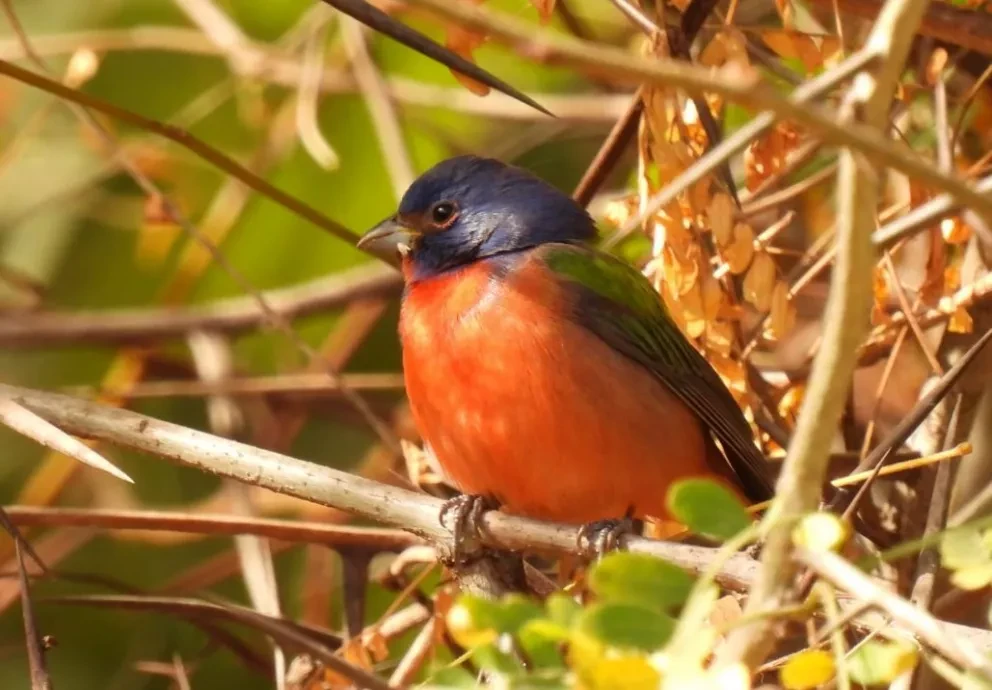 La maravillosa paternidad de las aves