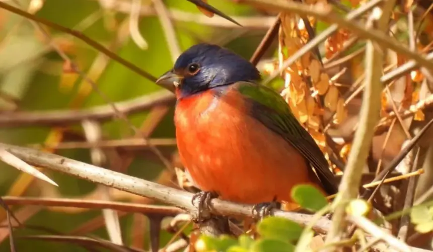 La maravillosa paternidad de las aves