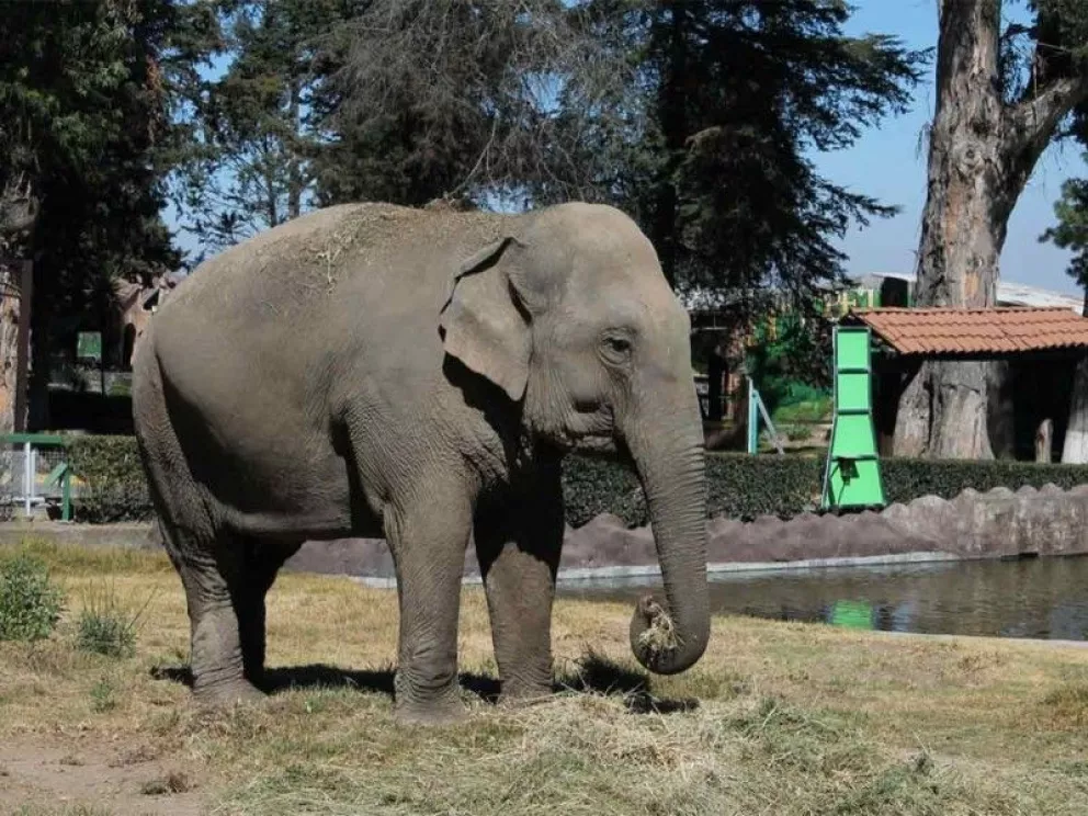 Ella es Bireki la elefanta que vivirá con Big Boy en Culiacán, Sinaloa