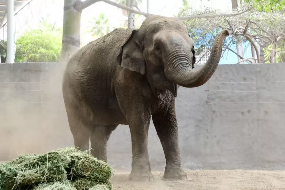 Bireki llega al Zoológico de Culiacán, la nueva compañera de BigBoy