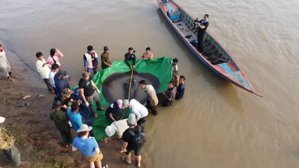Científicos han dado a conocer que encontraron el pez de agua dulce más grande del mundo en Camboya.