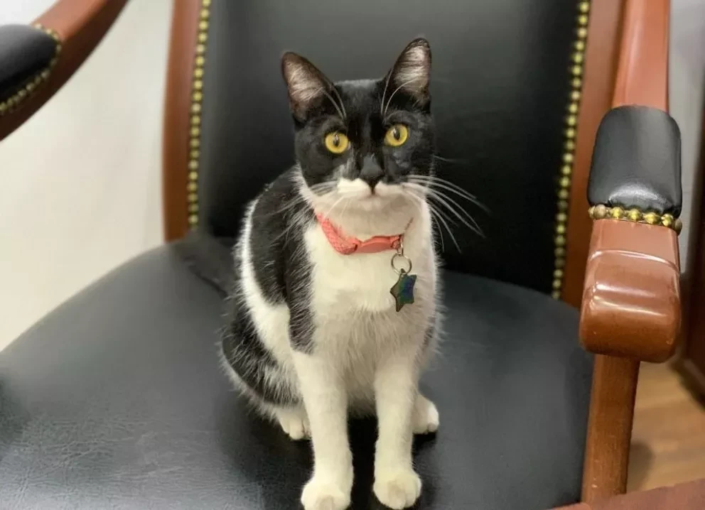 Conoce la historia de Cruella, la gatita adoptada por el Ayuntamiento de Culiacán