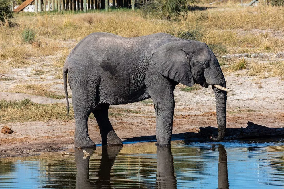Así fue el auxilio de un elefante para que rescataran a un antílope que se ahogaba 