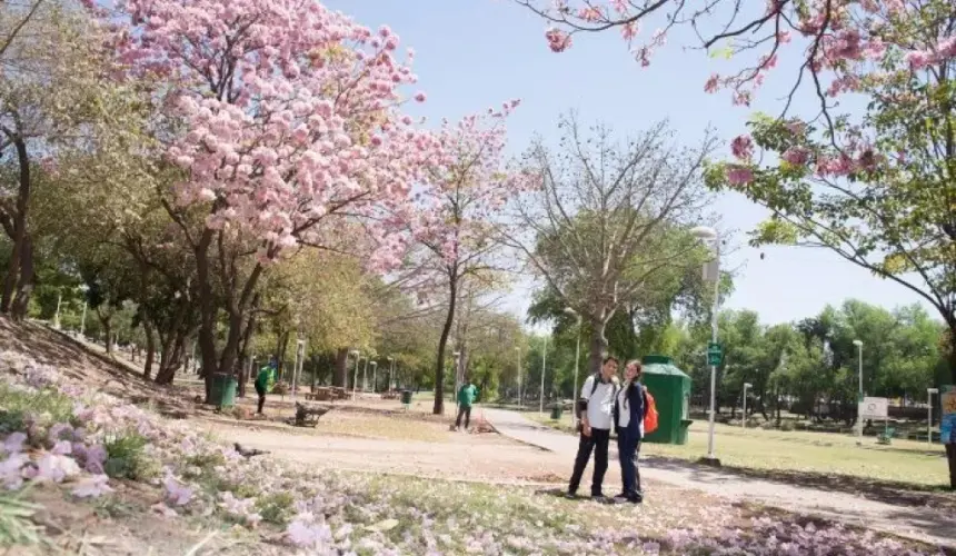 Los árboles y el Reglamento Municipal