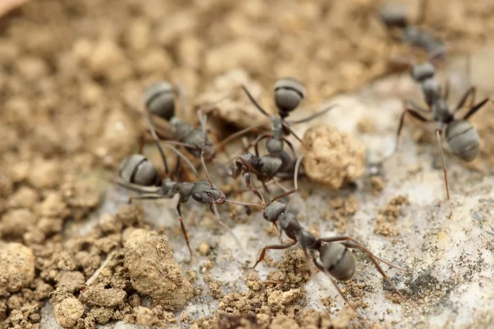 ¿Qué hacen las hormigas con sus compañeras muertas? La respuesta te sorprenderá