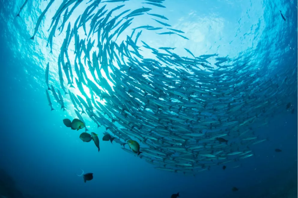 Conferencia de los Océanos Salvar el océano, proteger el futuro