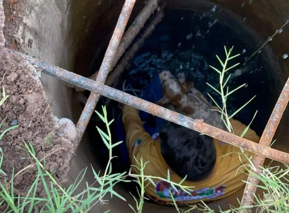 Personal de Protección Animal rescata con vida a un perrito que estaba atrapado en una alcantarilla en Culiacán. Fotos: Ayuntamiento de Culiacán