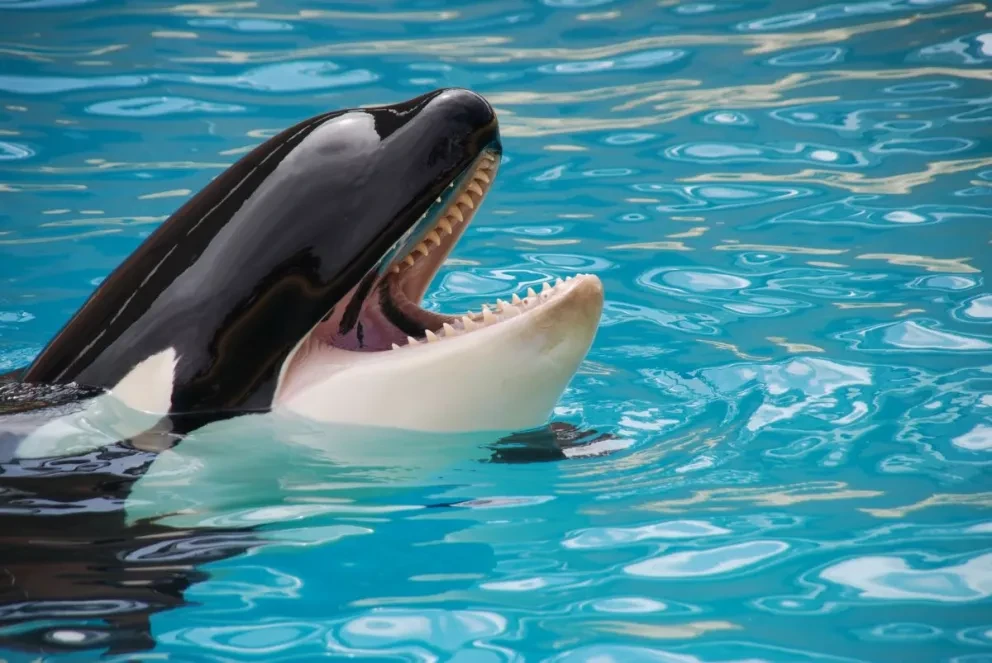¿Por qué las orcas están cazando a enormes tiburones ?.Un estudio lo explica