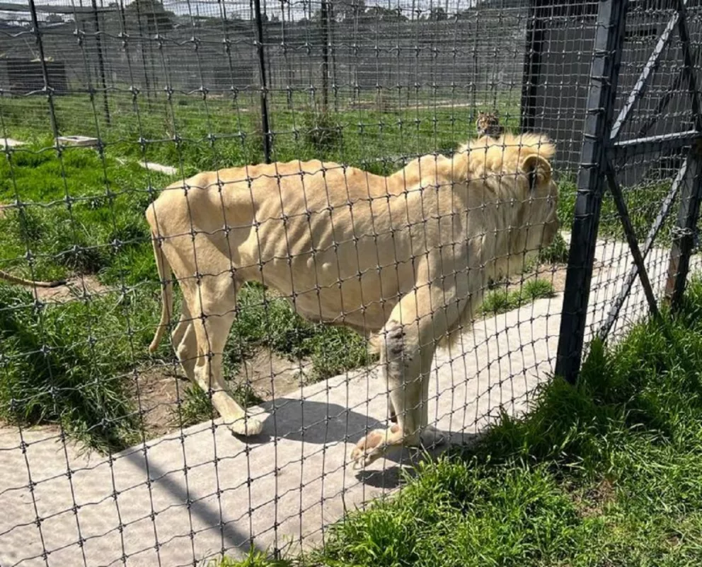 Zoológico de Culiacán es el nuevo hogar de 14 ejemplares felinos rescatados en CDMX