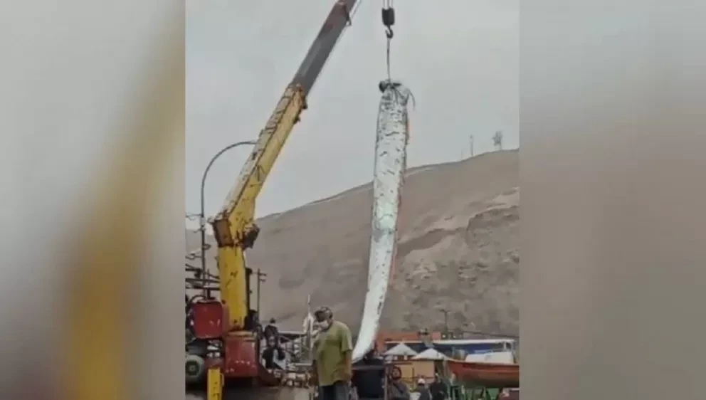 Capturan un pez remo en Arica y lo asocian con sismos y tsunamis ¿Cuál es el origen de este mito?
