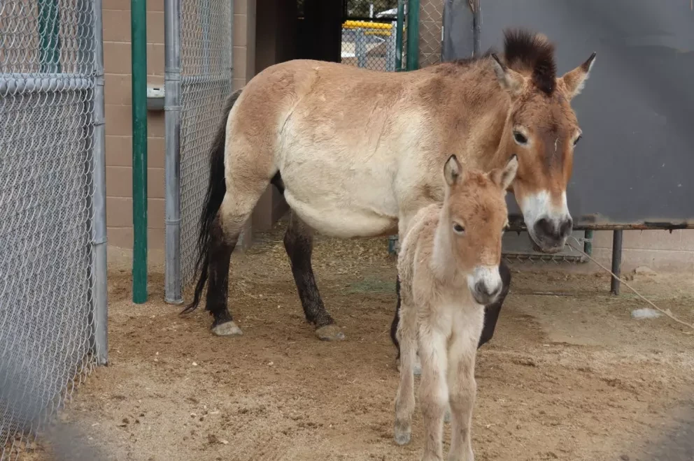 Nace un caballo Przewalsky, especie que se creía extinta desde 1969