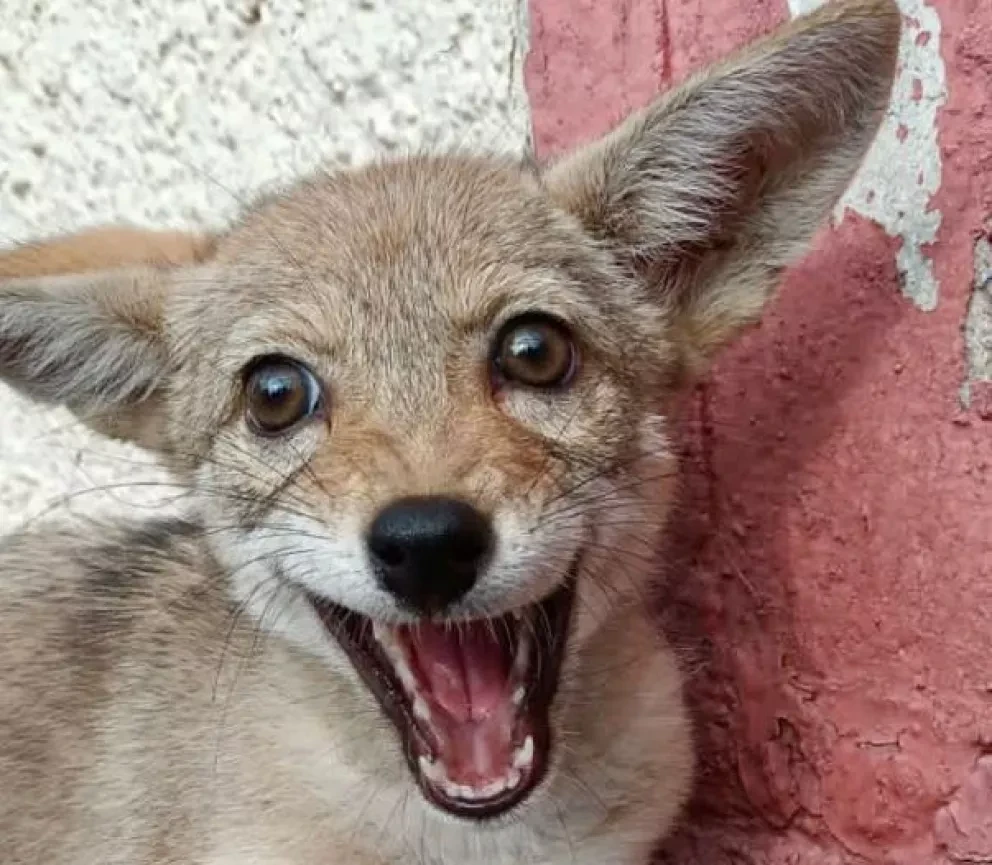 Zoológicos de CDMX atienden a animales decomisados y rescatados, conoce sus historias