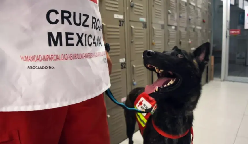 Conoce a Takeshi, el nuevo binomio canino de Cruz Roja Culiacán