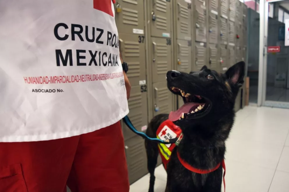 Conoce a Takeshi, el nuevo binomio canino de Cruz Roja Culiacán