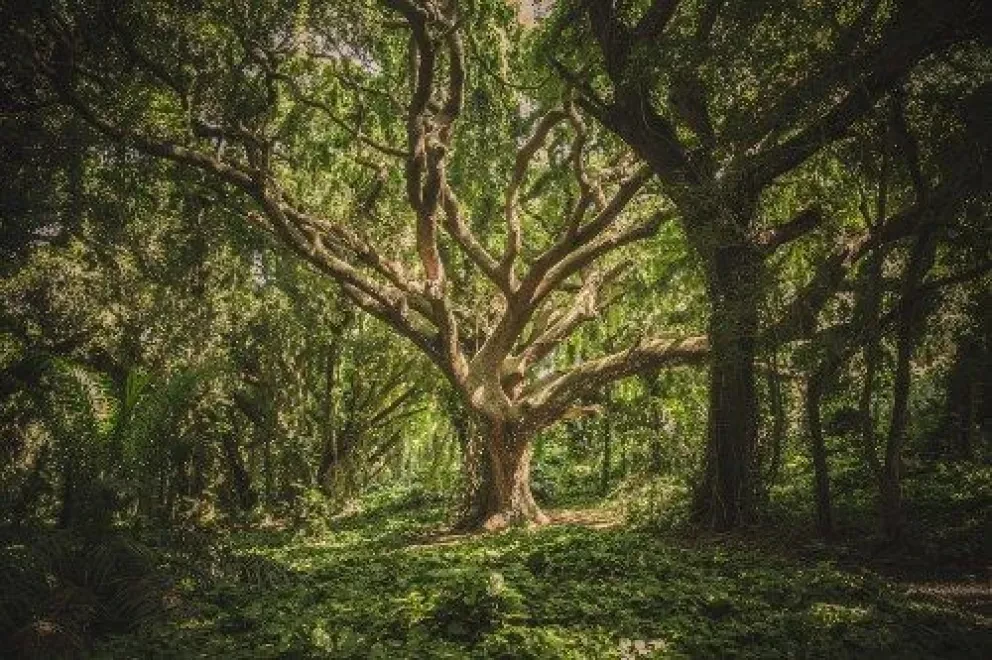 Te interesa adoptar un árbol, te explicamos como obtenerlo.