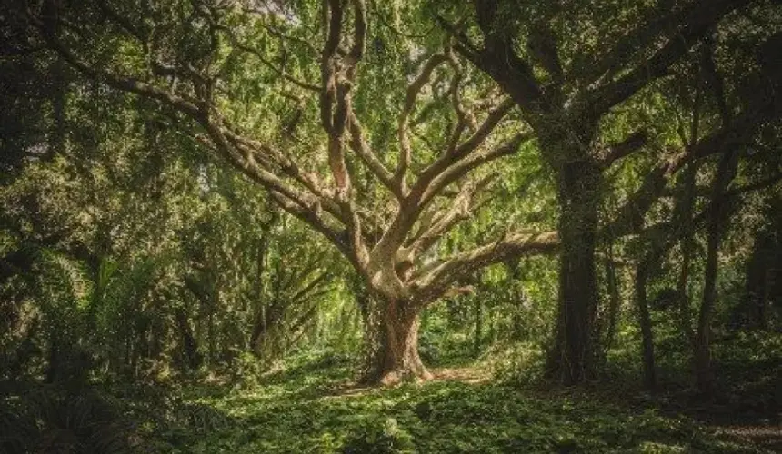 Te interesa adoptar un árbol, te explicamos como obtenerlo.