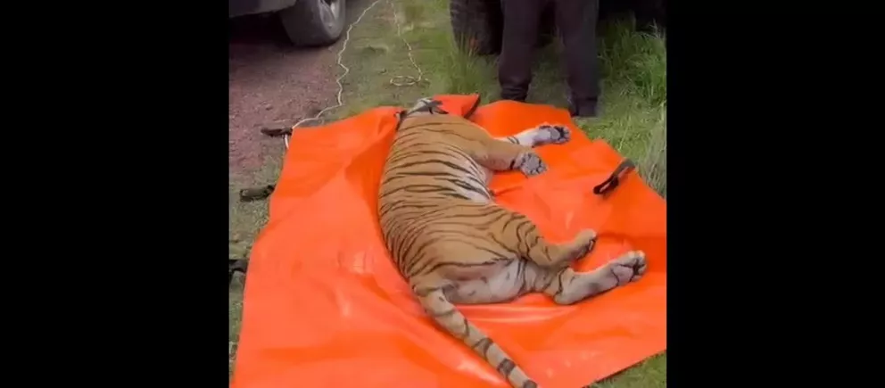 El Zoológico de Culiacán, logra entrar al “pseudo” santuario para atención urgente de felinos.