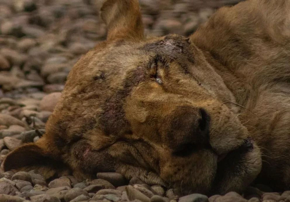 Un grupo de leones, tigres, jaguares, cervales, mono araña y mono capuchino llegan al Santuario Black Jaguar White Tiger.
