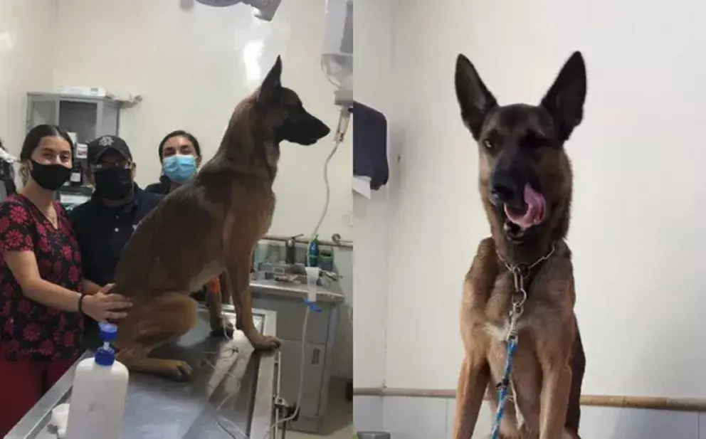 Perro policía se convierte en héroe tras donar sangre a perrito enfermo