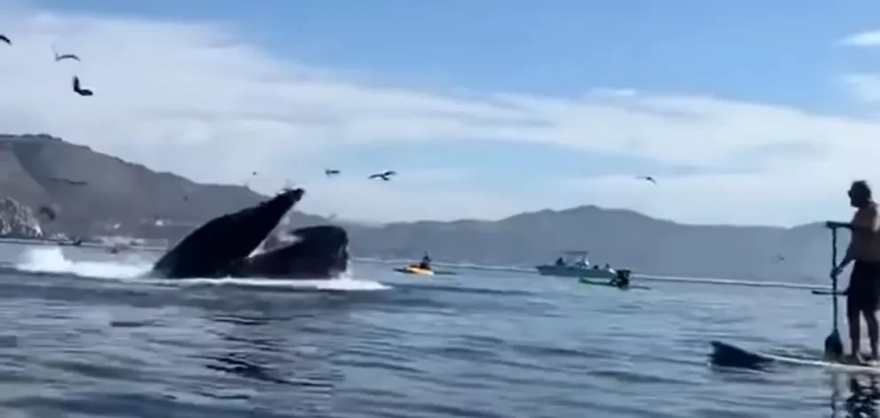 Video. Ballena se traga a dos mujeres y segundos después las escupe.