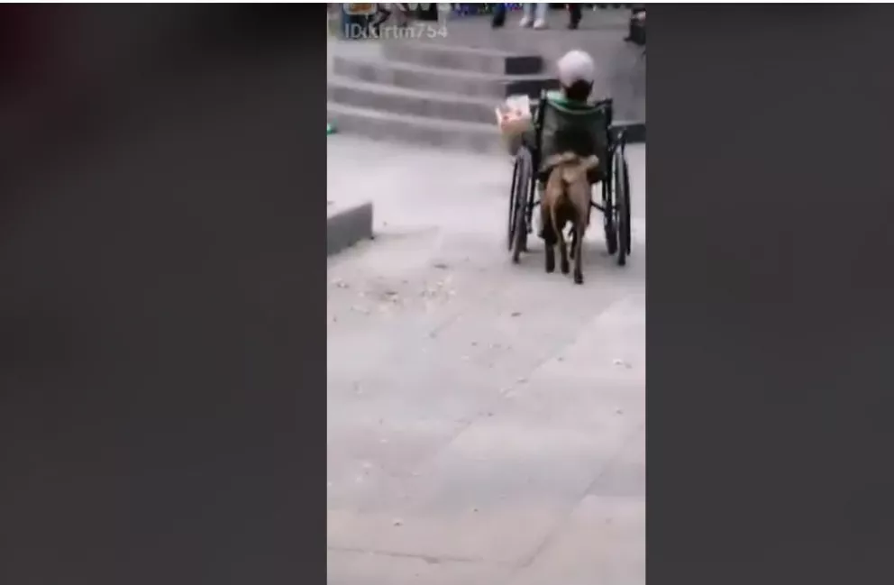 Perro empuja a su dueño en silla de ruedas para que venda dulces en Ecatepec.