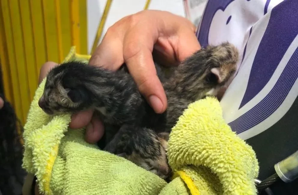 Grupo Especializado en la Protección de Animales rescata gatitos y tlacuache en Culiacán