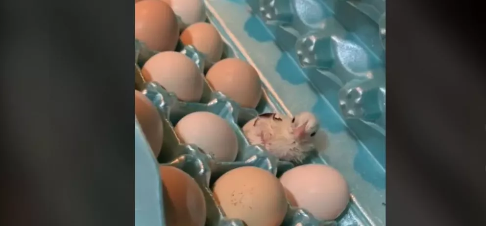 Quería hacerse huevito con jamón y le aparece un pollito.