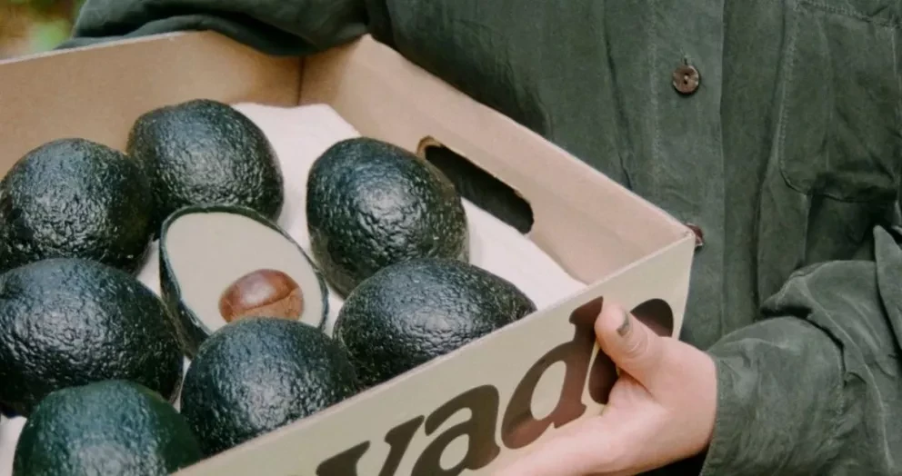 Crean un aguacate artificial llamado Evocado.