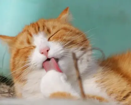Hoy es Día del Gato y lo celebramos con los mejores memes de michis
