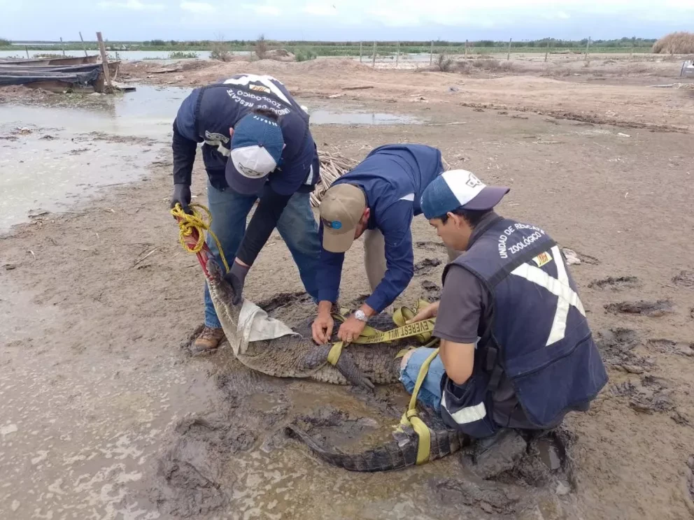 Zoológico de Culiacán logra reincorporar a 3 reptiles a su hábitat natural.