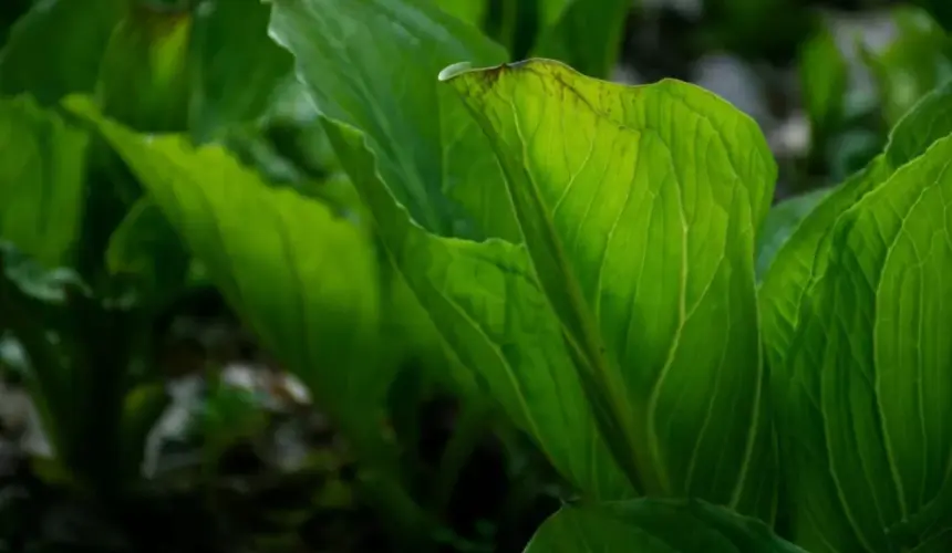 ¿Cuáles son las enfermedades más comunes de las plantas?