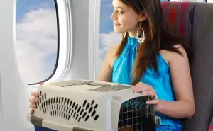 ¿Qué se requiere para poder viajar en avión con una mascota?