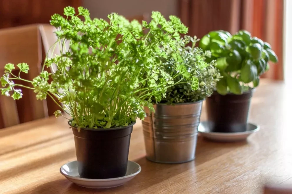 Cinco plantas que puedes sembrar en tu hogar.