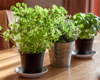 Cinco plantas que puedes sembrar en tu hogar 