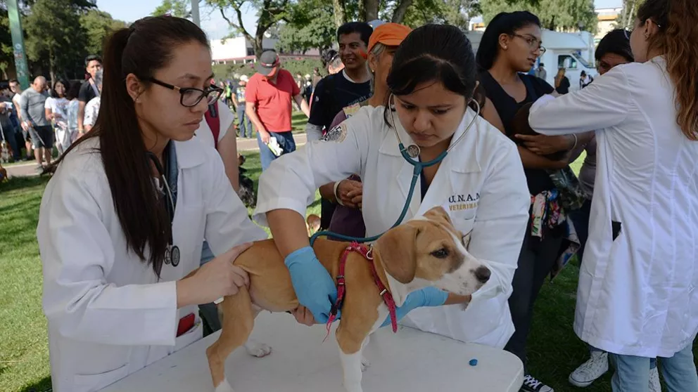 17 de octubre Día del Médico Veterinario Zootecnista; La UNAM dice que las mujeres ganan terreno en la profesión veterinaria