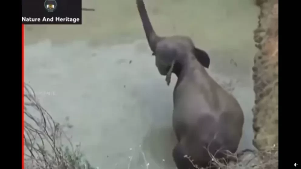 VIDEO: Elefante pide ayuda a humanos para rescatar a su bebé en un alcantilado