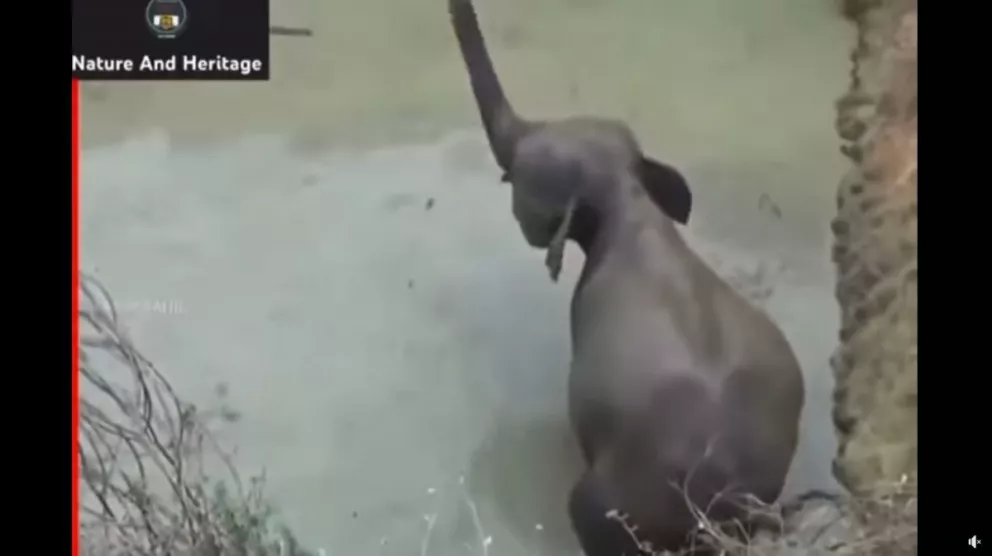 VIDEO: Elefante pide ayuda a humanos para rescatar a su bebé en un alcantilado